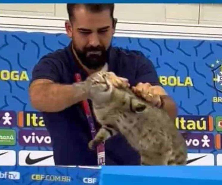 Avientan a gato en conferencia de la selección brasileña
