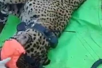 Capturan a gran Jaguar en Allende; le colocan transmisor