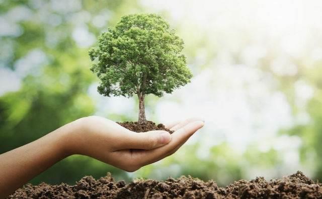 Plantarán en NL un árbol por cada cajón de estacionamiento