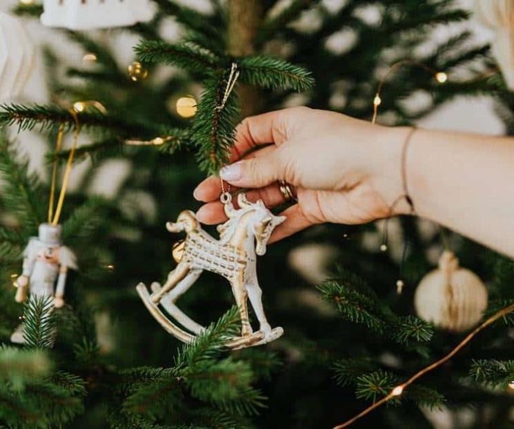 Promueven el cuidado de pinos navideños Promueven el cuidado de pinos navideños