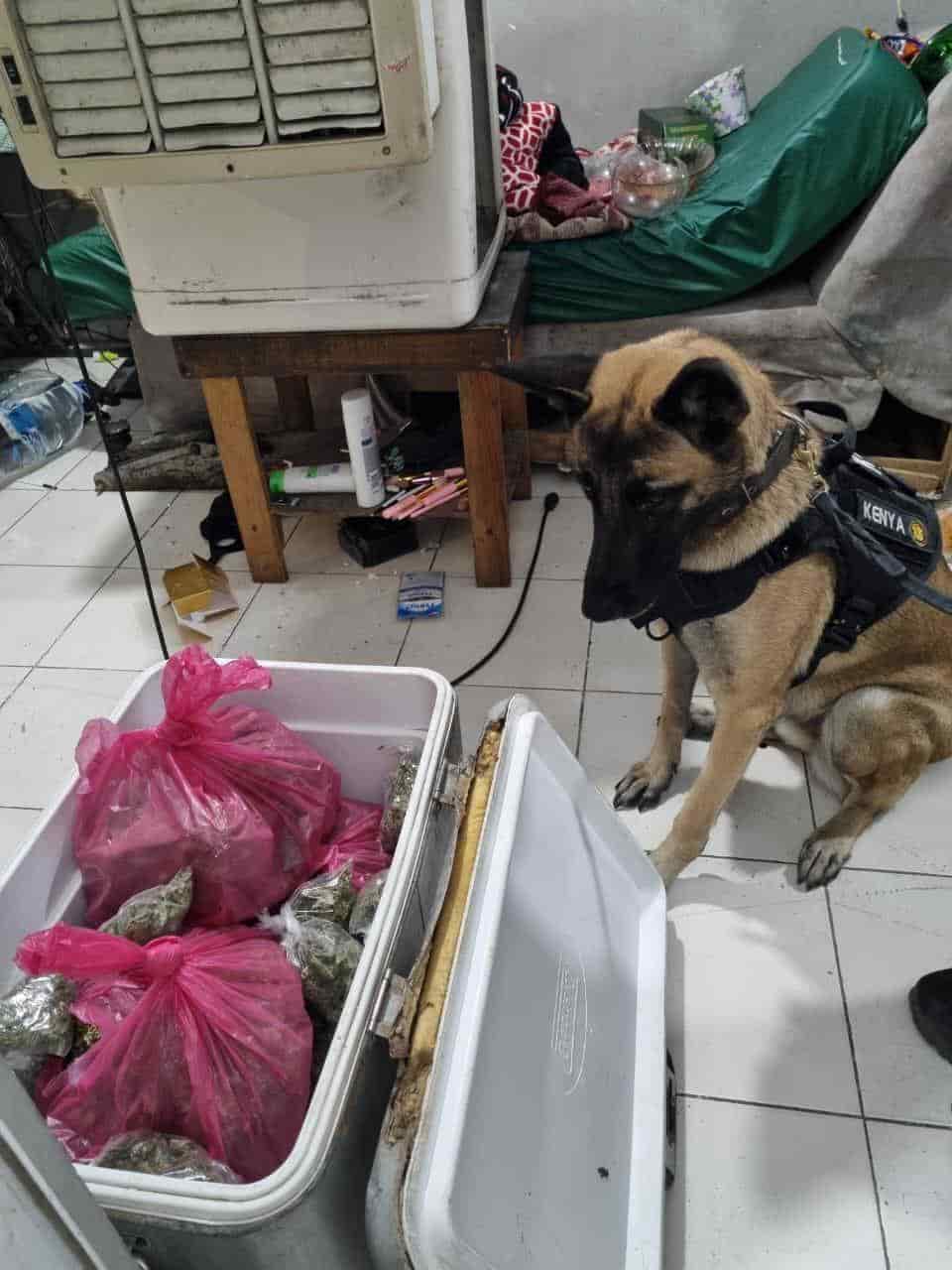 El aseguramiento de una hielera con 17 envoltorios con droga, un arma de fuego y una motocicleta, fue el resultado de un cateo realizado en Escobedo