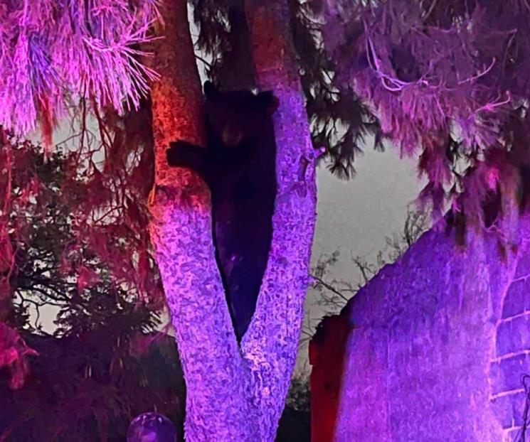 Captan a oso cerca de escuelas en El Carmen Captan a oso cerca de escuelas en El Carmen