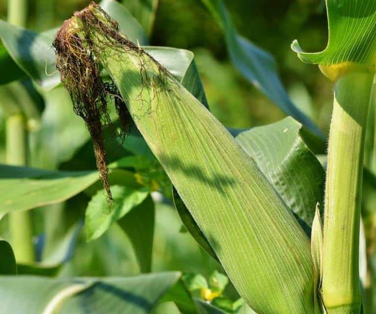 Productores de maíz piden a Biden iniciar caso contra México