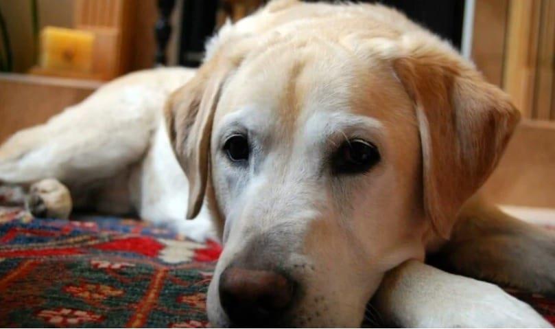 Perro muere tras salvarle la vida a su dueño en China