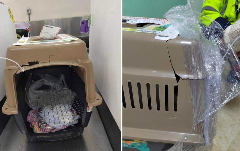 Denuncia que Viva Aerobus olvidó subir a su perra al avión