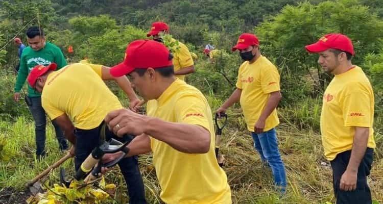 Importarían campaña de reforestación