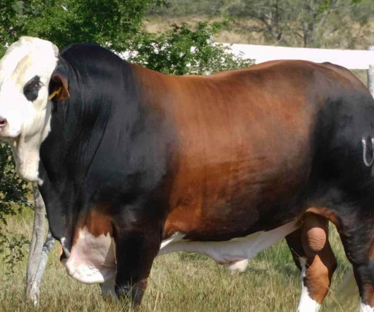 Toro de UANL se corona en campeonato de Norteamérica Toro de UANL se corona en campeonato de Norteamérica