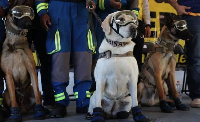 Sucesores de Frida, la can rescatista de la Marina Sucesores de Frida, la can rescatista de la Marina