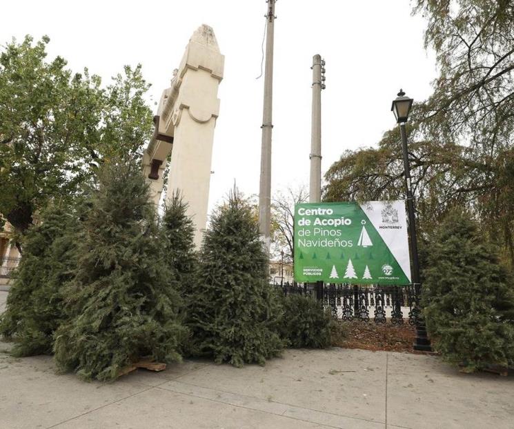 Hablitará Monterrey 47 centros de acopio para pinos Hablitará Monterrey 47 centros de acopio para pinos