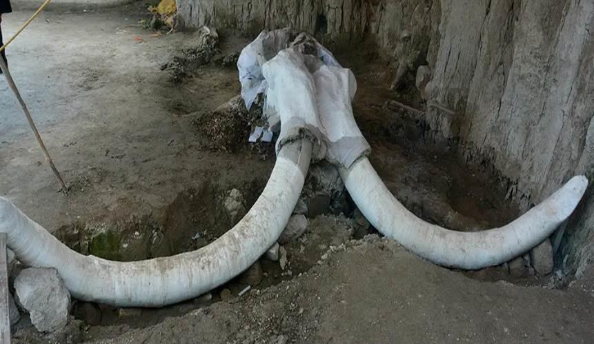 Revelan campamento de cazadores de mamut Revelan campamento de cazadores de mamut