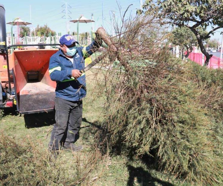 Coloca Escobedo centros de acopio de pinos en desuso Coloca Escobedo centros de acopio de pinos en desuso