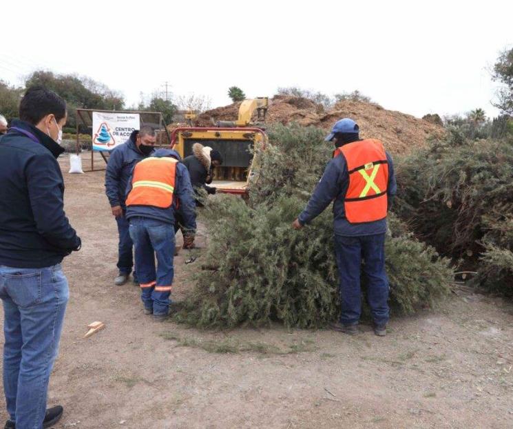 Recolectarán pinos a domicilio en San Nicolás Recolectarán pinos a domicilio en San Nicolás