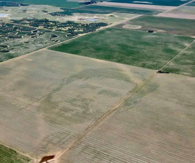 Hace agricultor cara de Messi en sembradío Hace agricultor cara de Messi en sembradío