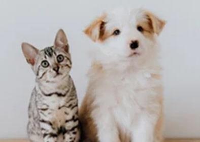 Prohíbe NL que negocios vendan perros y gatos Prohíbe NL que negocios vendan perros y gatos