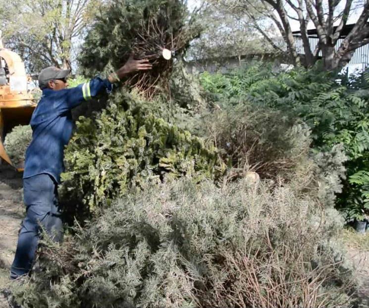 Tras las fiestas, el acopio de pinos Tras las fiestas, el acopio de pinos