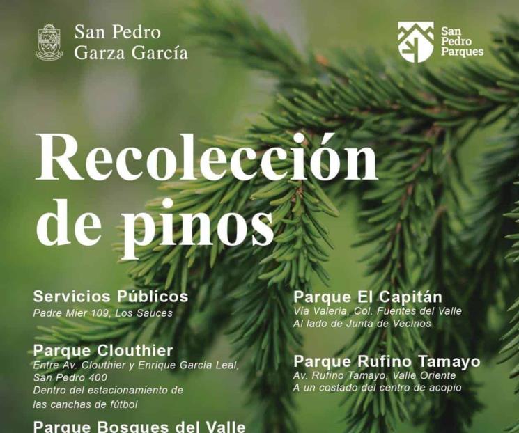 Habilita San Pedro centros de acopio de pinos Habilita San Pedro centros de acopio de pinos