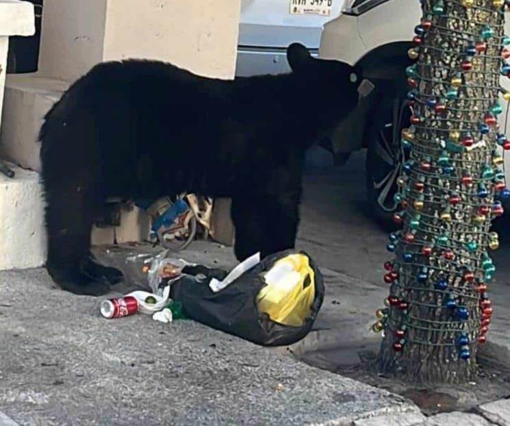 Causa movilización presencia de oso al sur de Monterrey Causa movilización presencia de oso al sur de Monterrey