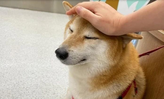 Así festejó Cheems, el perro de los memes, su cumpleaños Así festejó Cheems, el perro de los memes, su cumpleaños