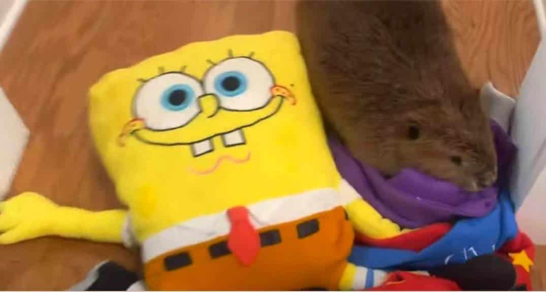 ¡No fue el Grinch! Castora se robó la Navidad ¡No fue el Grinch! Castora se robó la Navidad