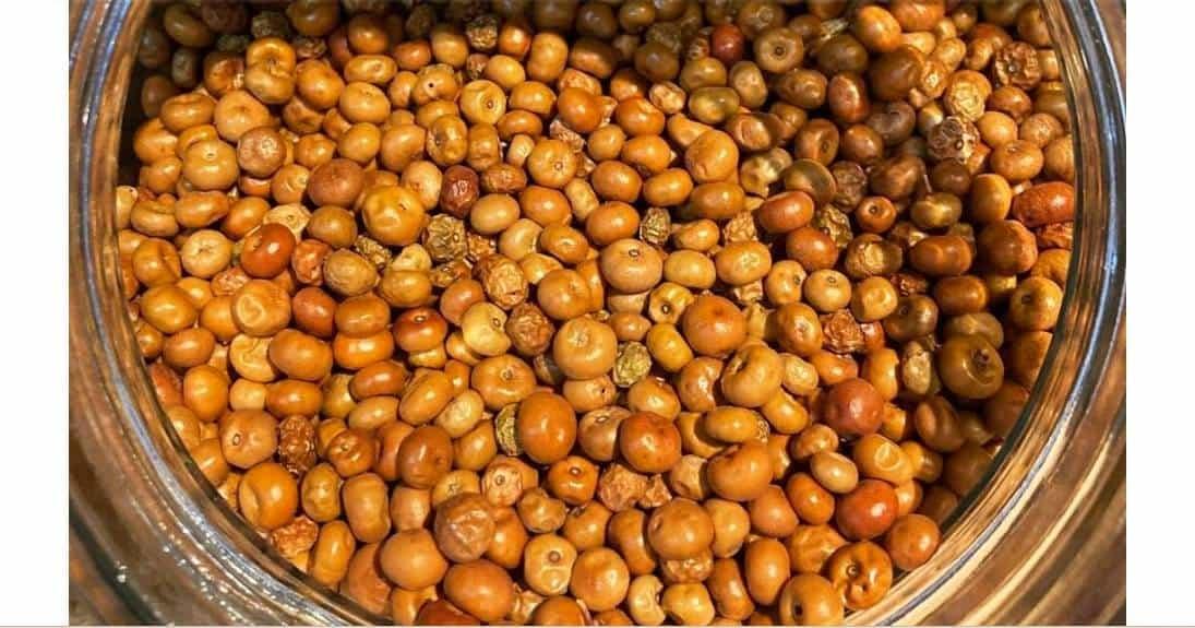 Descubre lo que la pingüica puede hacer por tu salud Descubre lo que la pingüica puede hacer por tu salud