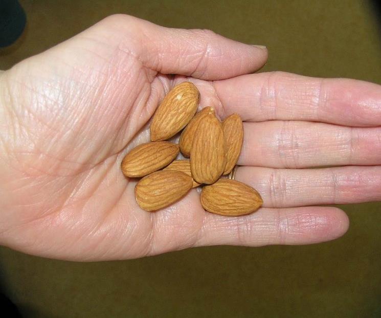 Regula tu apetito con una colación de almendras Regula tu apetito con una colación de almendras