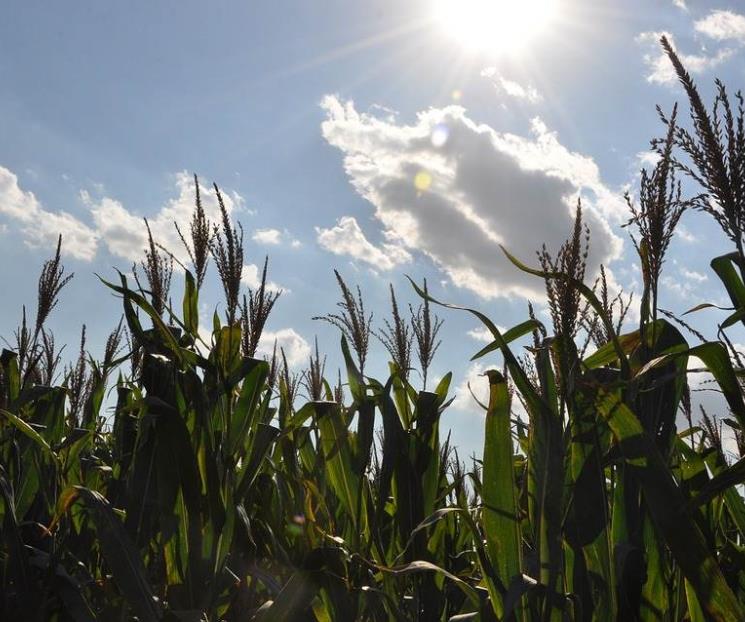 Piden evitar aranceles a exportaciones agroalimentarias Piden evitar aranceles a exportaciones agroalimentarias