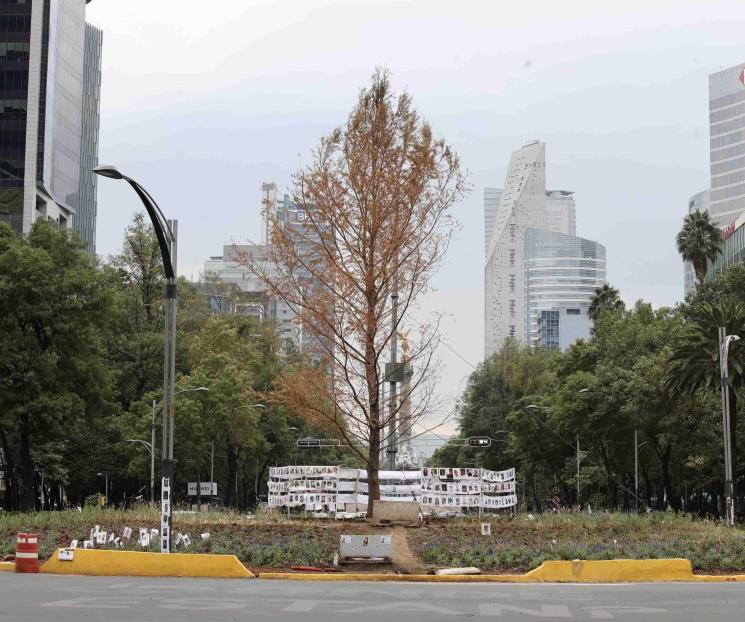 Sí ahuehuete de Reforma no se recupera será enviado a vivero Sí ahuehuete de Reforma no se recupera será enviado a vivero