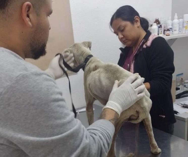 Investiga Escobedo presunto caso de maltrato animal Investiga Escobedo presunto caso de maltrato animal