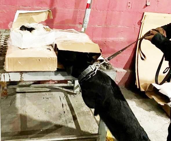 Descubren en paquetería cargamento de mariguana Descubren en paquetería cargamento de mariguana