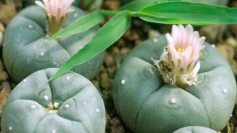 Promueven reforma para legalizar peyote medicinal Promueven reforma para legalizar peyote medicinal