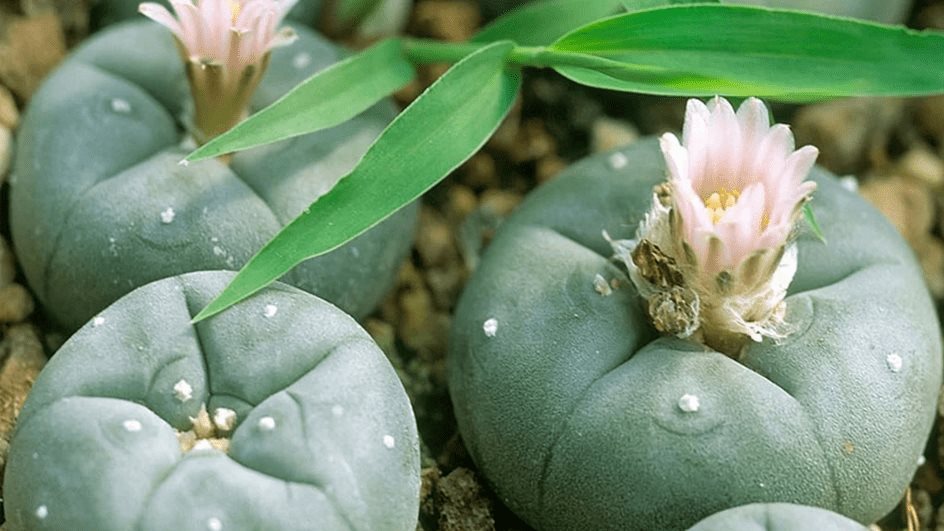 Promueven reforma para legalizar peyote medicinal Promueven reforma para legalizar peyote medicinal