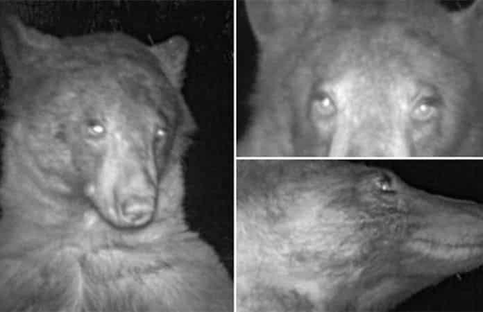 Oso se roba corazones al tomarse más de 400 selfies Oso se roba corazones al tomarse más de 400 selfies