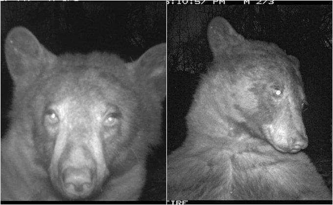 Oso se roba corazones al tomarse más de 400 selfies Oso se roba corazones al tomarse más de 400 selfies