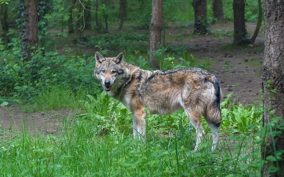 Hombre abandona a su familia para ir a vivir entre lobos Hombre abandona a su familia para ir a vivir entre lobos