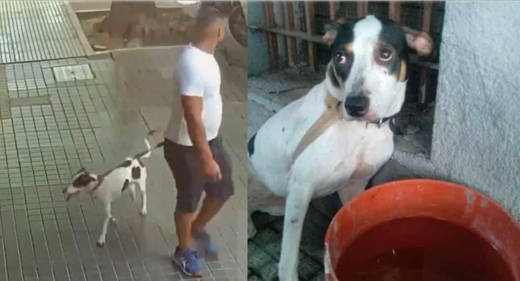Hombre sacó a pasear a mascota y la abandonó