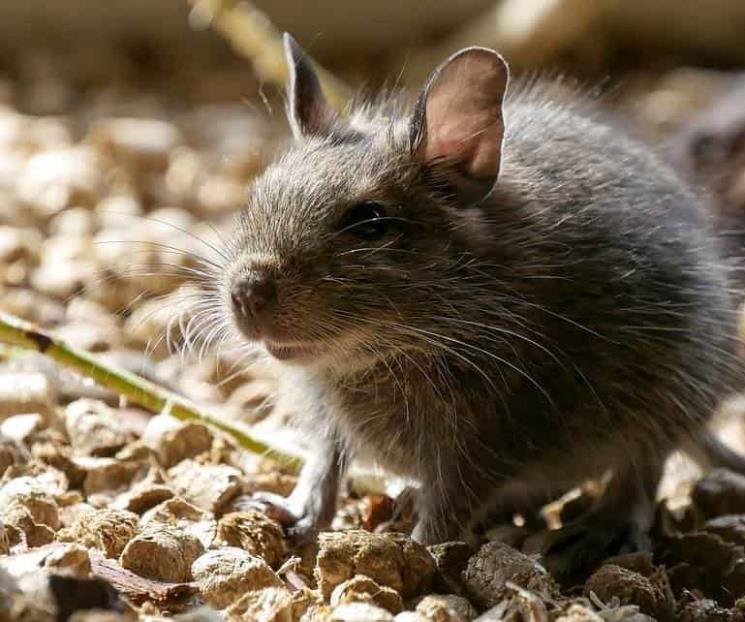 Zoológico convoca a nombrar a un animal rastrero Zoológico convoca a nombrar a un animal rastrero