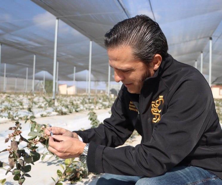 Impulsa NL el cultivo de frutos rojos Impulsa NL el cultivo de frutos rojos