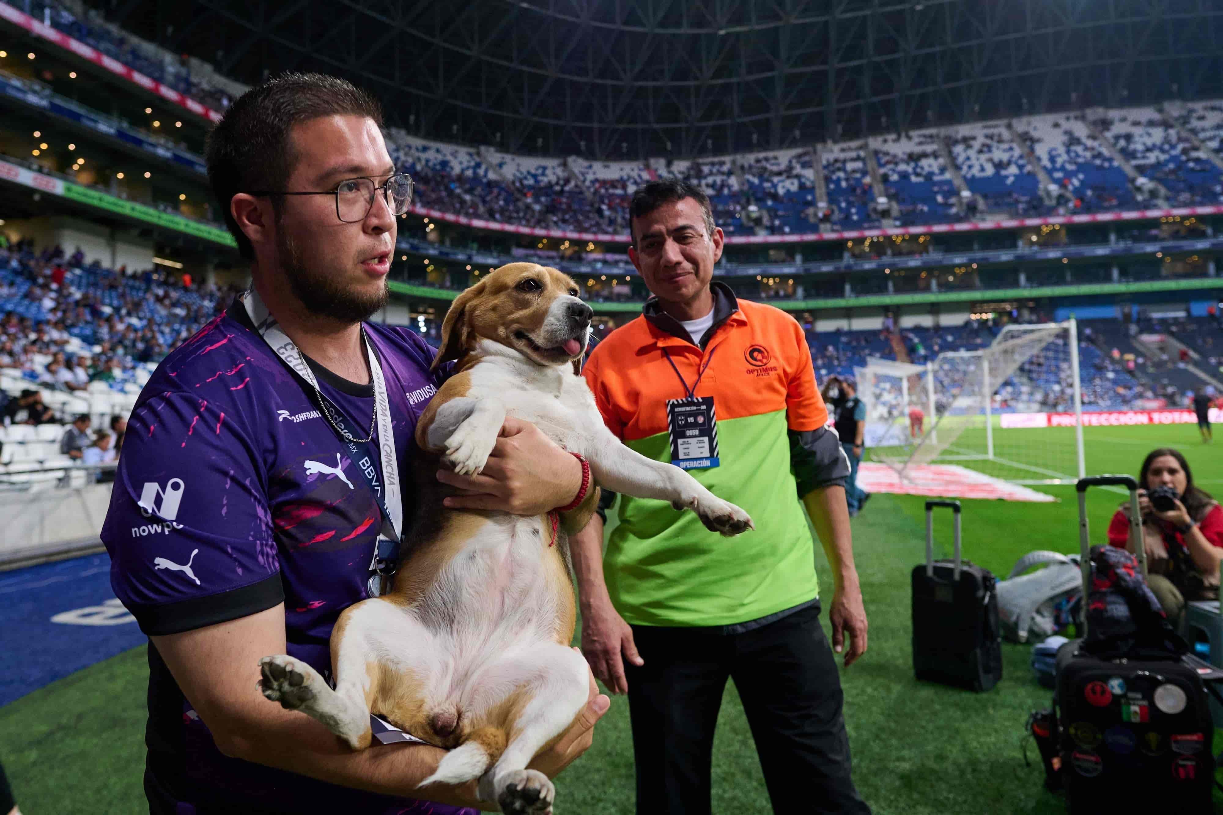 Perro se mete a la cancha.