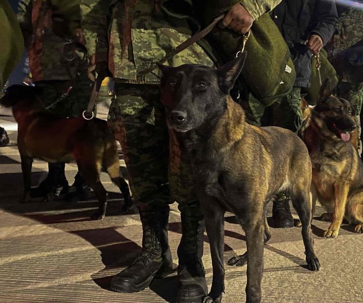 Conoce a los perros rescatistas Conoce a los perros rescatistas