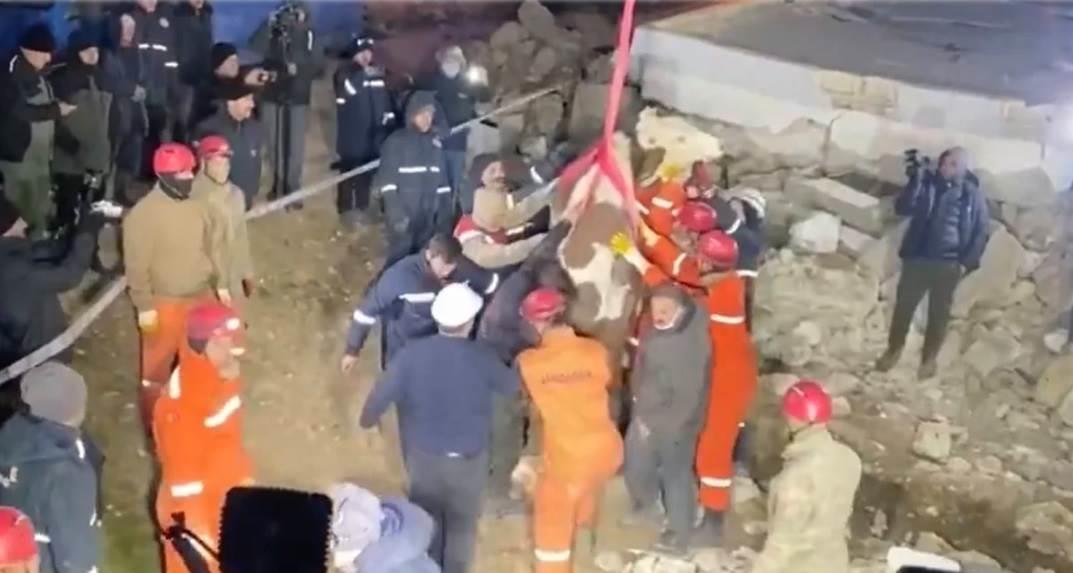 Rescatan a vaca que estuvo atrapada 11 días en los escombros Rescatan a vaca que estuvo atrapada 11 días en los escombros