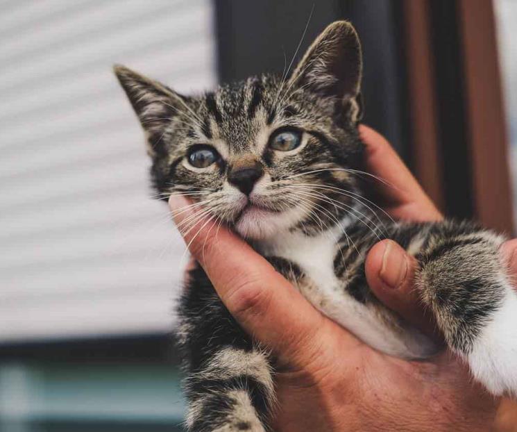 Los tres días dedicados a los gatos al año