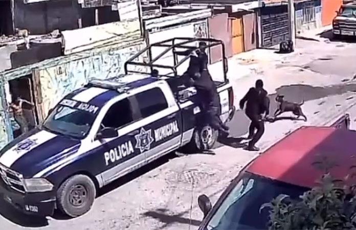 Pitbull persigue a policías y evita el arresto de su dueño Pitbull persigue a policías y evita el arresto de su dueño