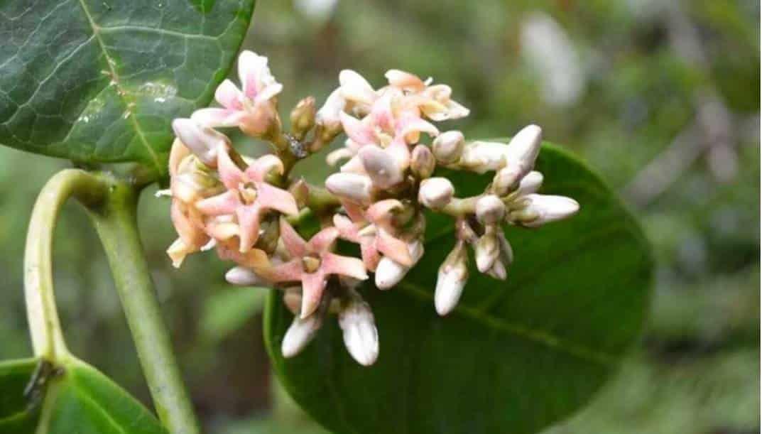 Descubre la UNAM nueva especie de bejuco