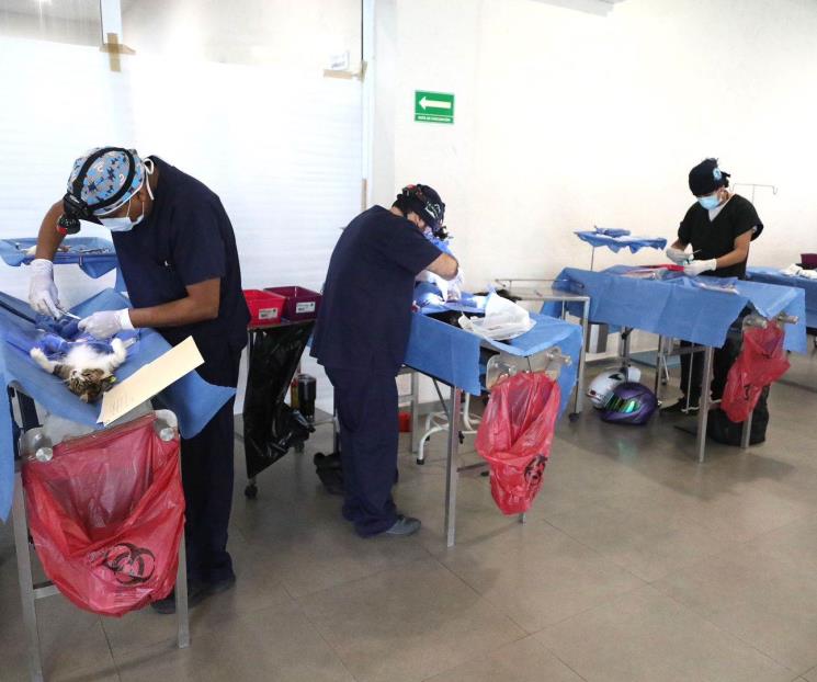 Realizan en San Nicolás campaña de esterilización felina Realizan en San Nicolás campaña de esterilización felina