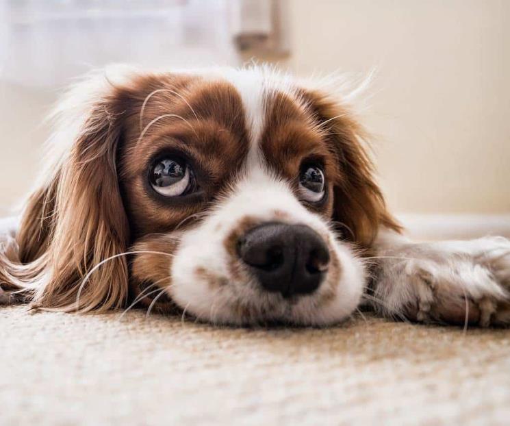 Protege a tu mascota de las altas temperaturas