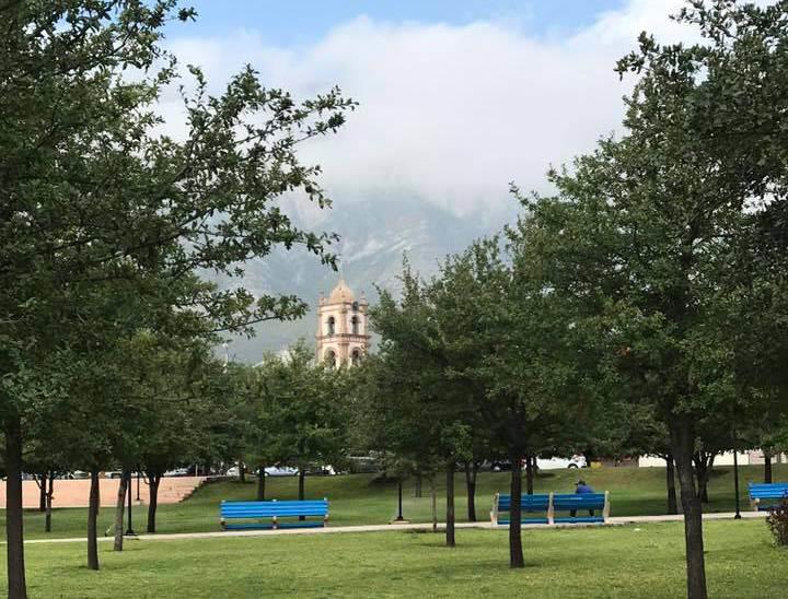 Llama a fortalecer los bosques urbanos Llama a fortalecer los bosques urbanos