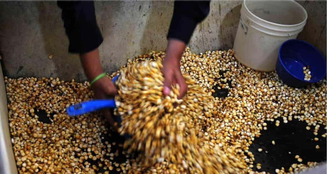 EU solicita consultas contra México por maíz transgénico