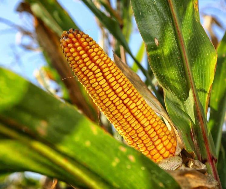 Consultas de EU por maíz transgénico son de carácter técnico