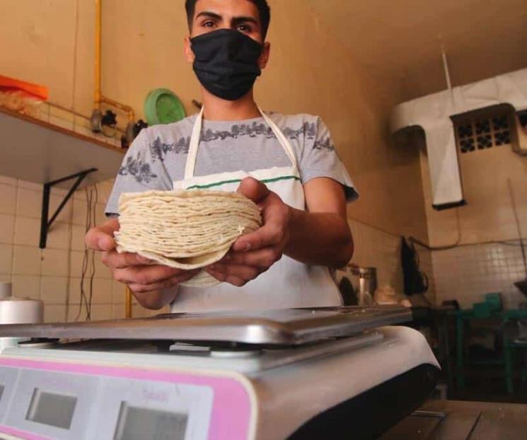 Mantiene México prohibición a maíz transgénico