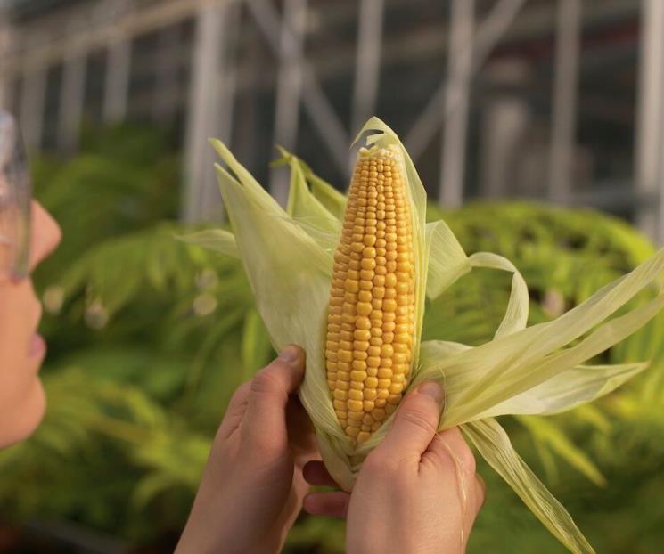 Pide también Canadá consultas por maíz Pide también Canadá consultas por maíz